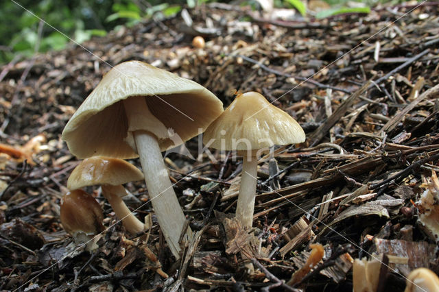 Geaderde leemhoed (Agrocybe rivulosa )