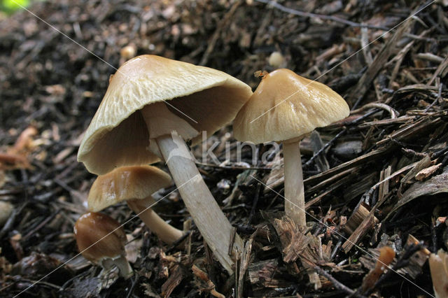 Geaderde leemhoed (Agrocybe rivulosa )