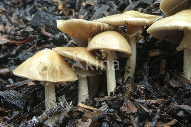 Geaderde leemhoed (Agrocybe rivulosa )