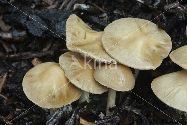 Geaderde leemhoed (Agrocybe rivulosa )