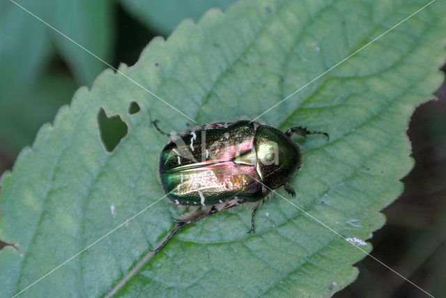 Metallic green chafer (Protaetia cuprea)