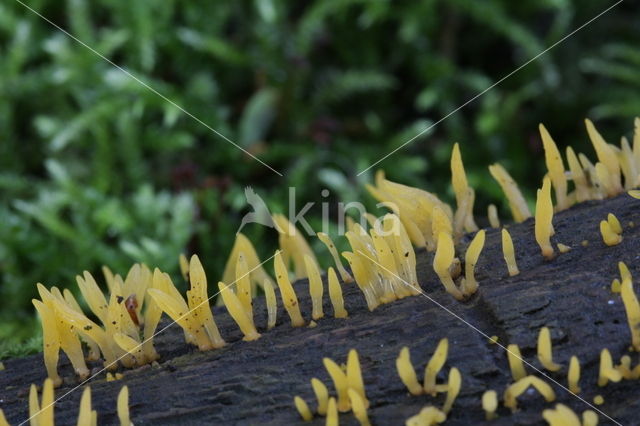 Calocera cornea