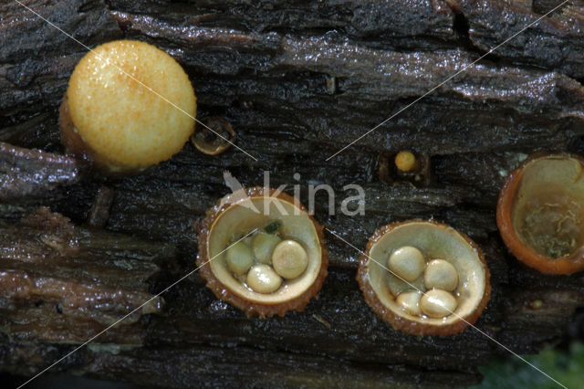 Crucibulum crucibuliforme