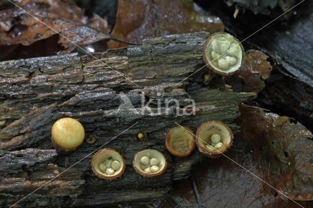 Geel nestzwammetje (Crucibulum crucibuliforme)