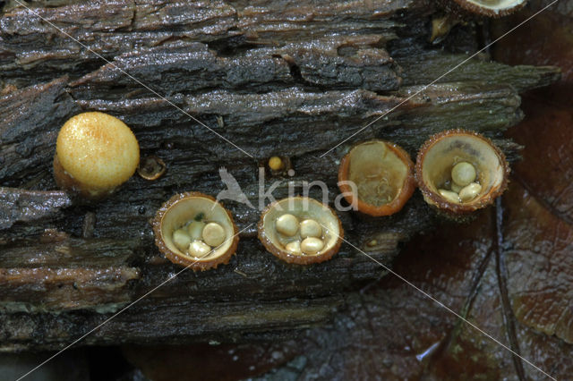 Geel nestzwammetje (Crucibulum crucibuliforme)