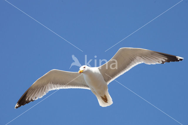 Geelpootmeeuw (Larus cachinnans)