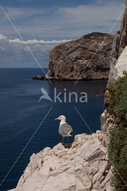 Geelpootmeeuw (Larus cachinnans)