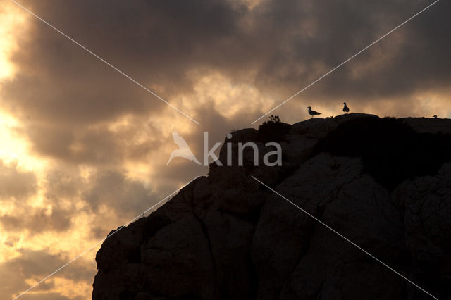 Yellow-legged Gull (Larus cachinnans)