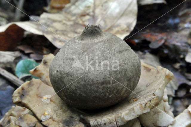 Collared Earthstar (Geastrum triplex)
