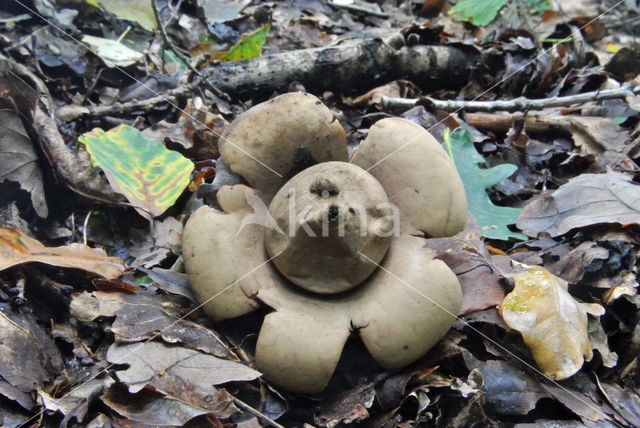 Collared Earthstar (Geastrum triplex)
