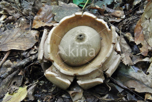 Collared Earthstar (Geastrum triplex)