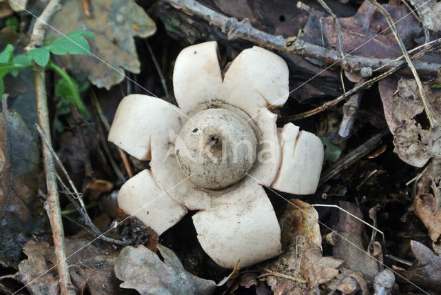 Collared Earthstar (Geastrum triplex)