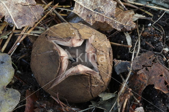 Collared Earthstar (Geastrum triplex)