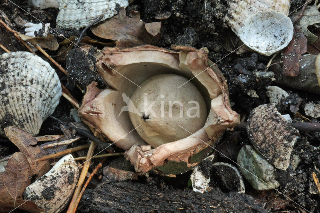 Gekraagde aardster (Geastrum triplex)