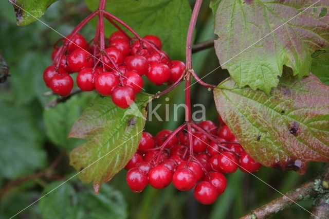 Gelderse roos (Viburnum opulus)