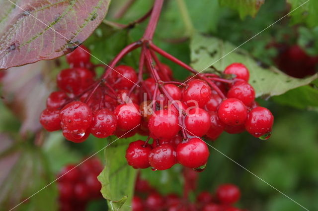 Gelderse roos (Viburnum opulus)