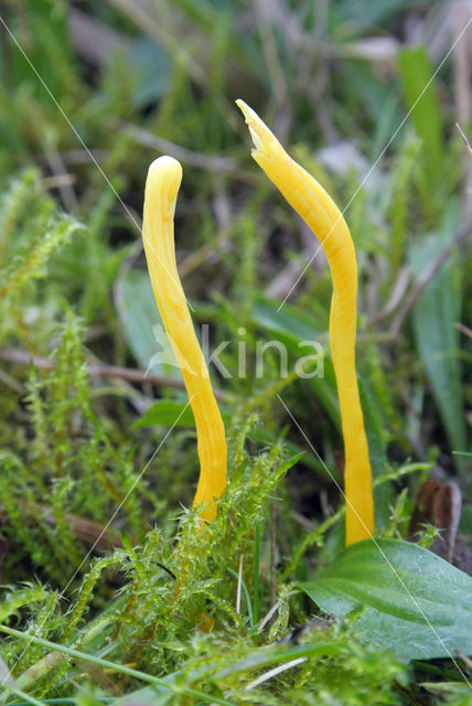 Yellow club (Clavulinopsis helveola)