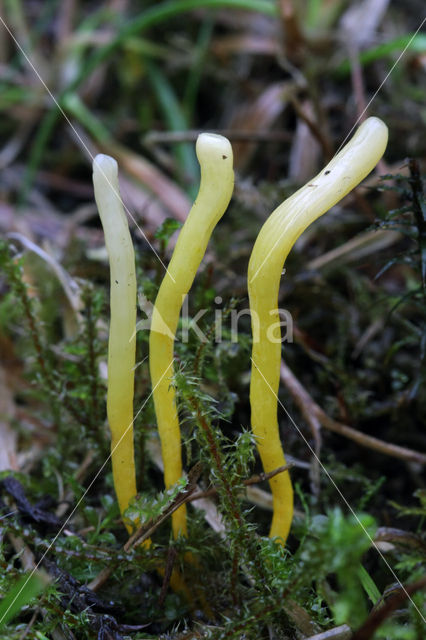Yellow club (Clavulinopsis helveola)