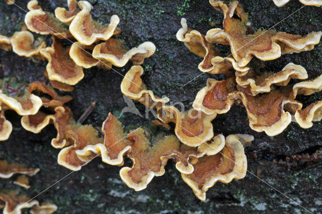 Hairy curtain crust (Stereum hirsutum)