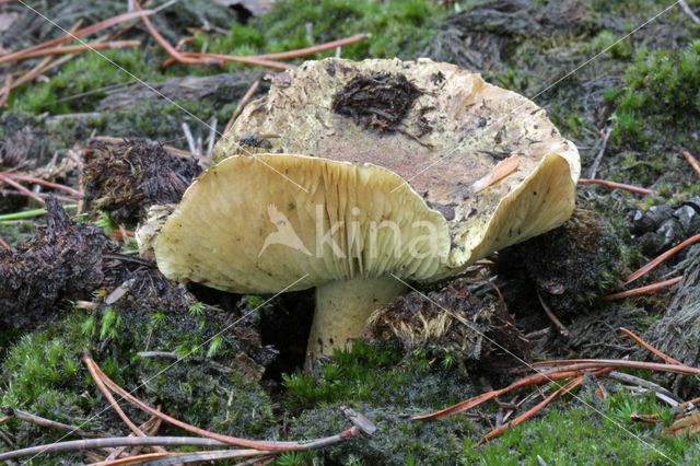 Gele ridderzwam (Tricholoma equestre)