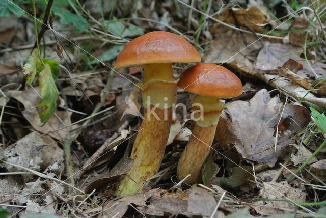 Gele ringboleet (Suillus grevillei)