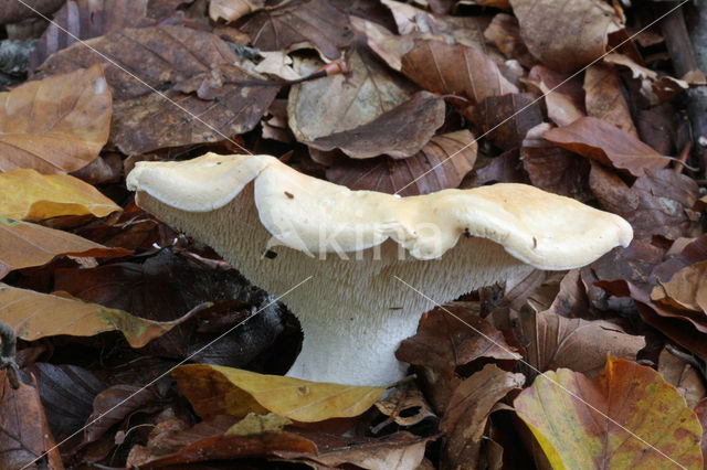 Gele stekelzwam (Hydnum repandum)