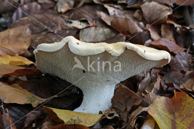 Wood Hedgehog (Hydnum repandum)