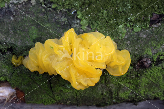 Yellow brain (Tremella mesenterica)