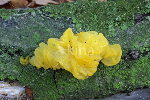 Yellow brain (Tremella mesenterica)