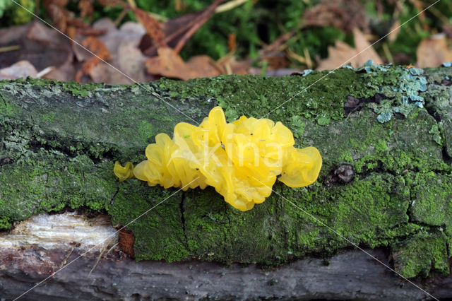 Yellow brain (Tremella mesenterica)