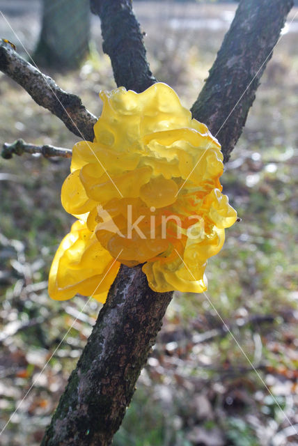 Gele trilzwam (Tremella mesenterica)