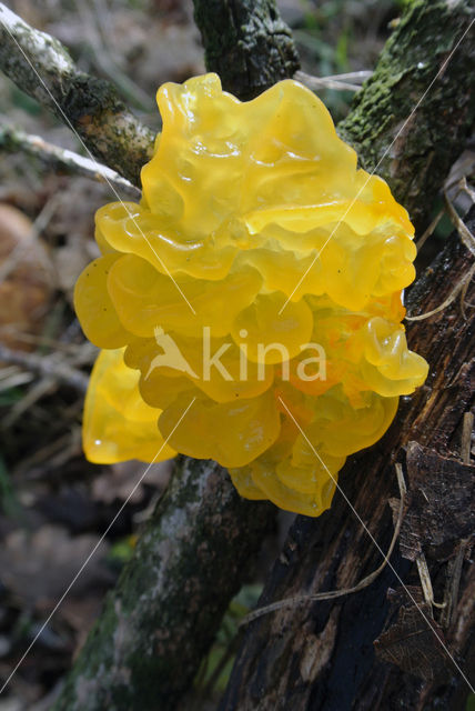 Yellow brain (Tremella mesenterica)