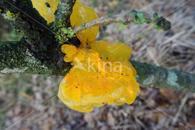 Yellow brain (Tremella mesenterica)