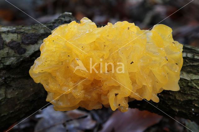 Yellow brain (Tremella mesenterica)