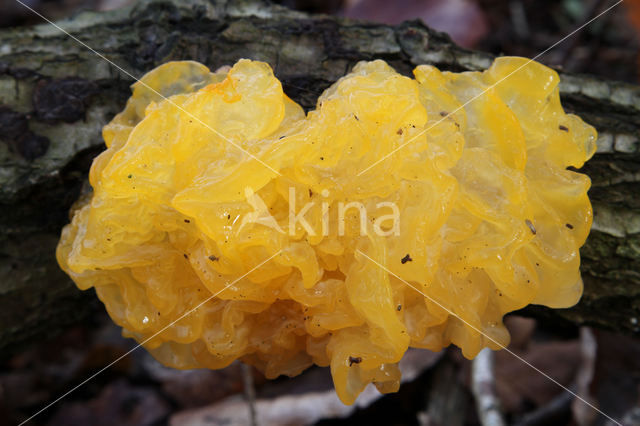 Yellow brain (Tremella mesenterica)