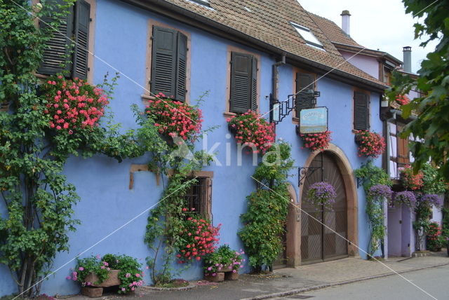 Geranium (Pelargonium spec)