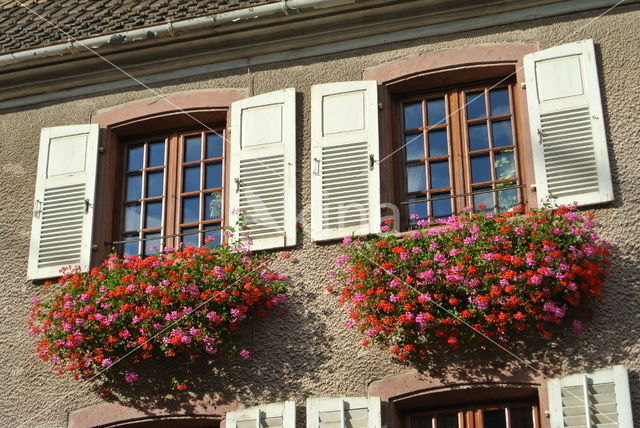 Geranium (Pelargonium spec)