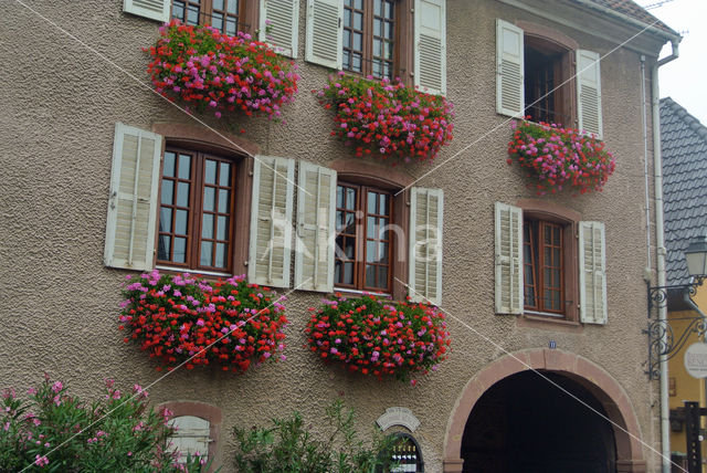 Geranium (Pelargonium spec)