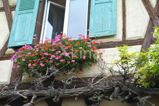 Geranium (Pelargonium spec)