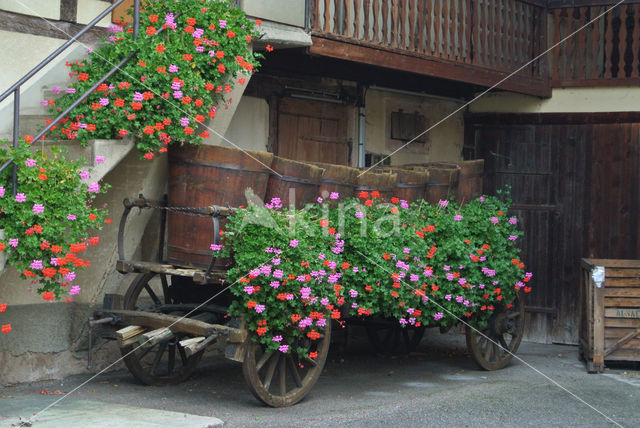 Pelargonium spec