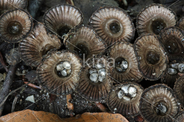 fluted Bird's Nest (Cyathus striatus)