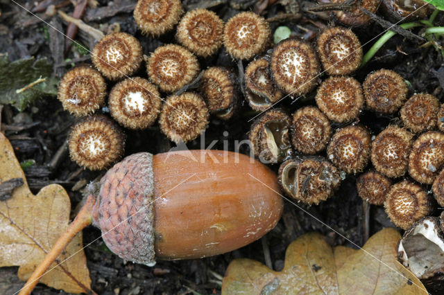 Gestreept nestzwammetje (Cyathus striatus)