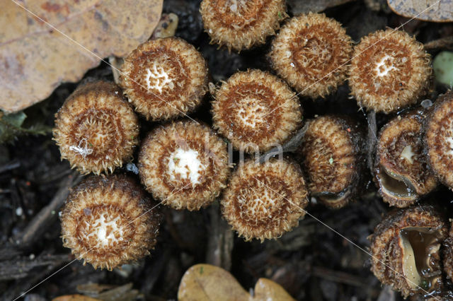 fluted Bird's Nest (Cyathus striatus)