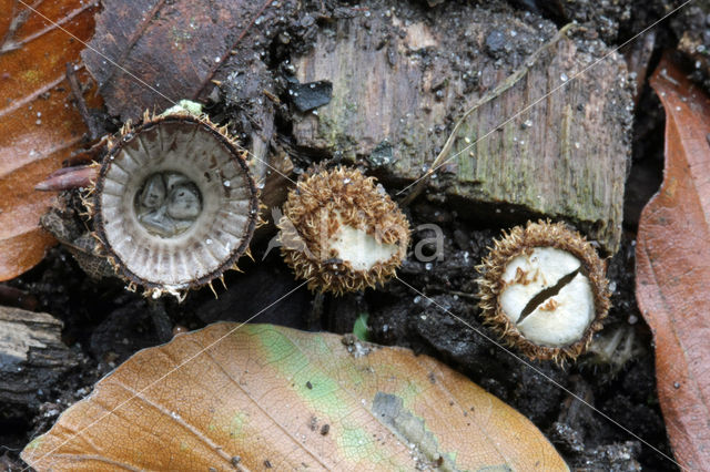 Gestreept nestzwammetje (Cyathus striatus)