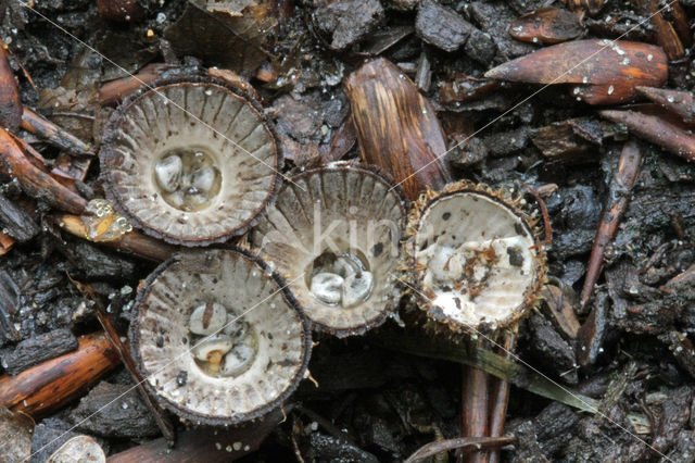 Gestreept nestzwammetje (Cyathus striatus)