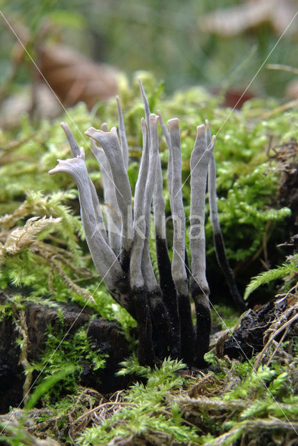 Candle Snuff Fungus (Xylaria hypoxylon)