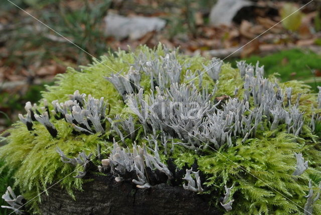 Candle Snuff Fungus (Xylaria hypoxylon)