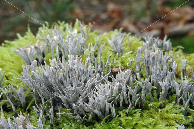 Candle Snuff Fungus (Xylaria hypoxylon)