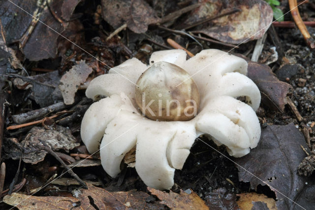 Gewimperde aardster (Geastrum fimbriatum)