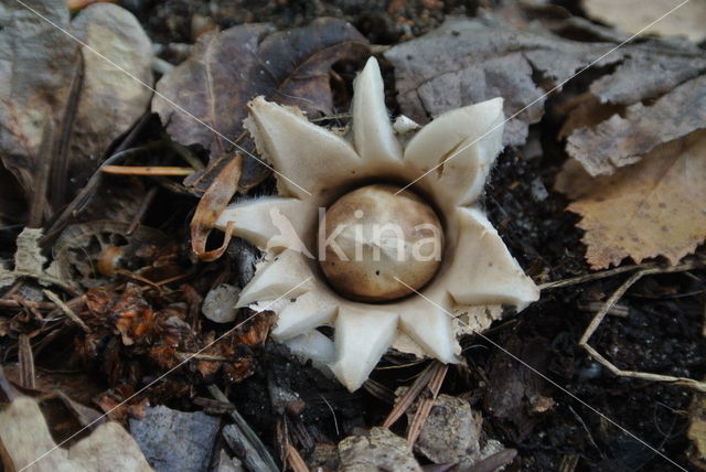 Sessile Earthstar (Geastrum fimbriatum)